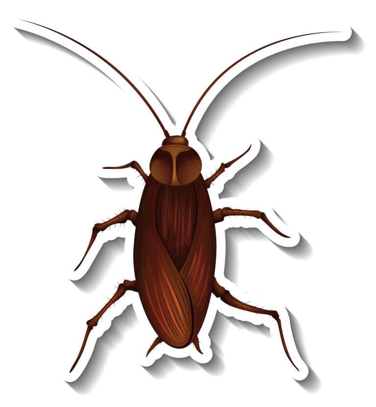 Cockroach allergy