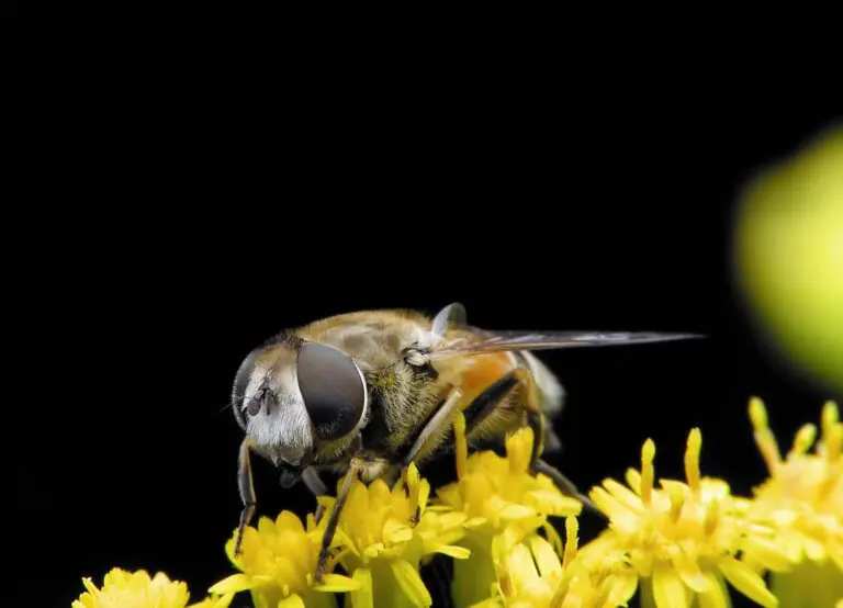 Common insect allergies Common insect allergies